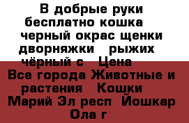 В добрые руки бесплатно,кошка,2.5черный окрас,щенки дворняжки,3 рыжих 1 чёрный,с › Цена ­ - - Все города Животные и растения » Кошки   . Марий Эл респ.,Йошкар-Ола г.